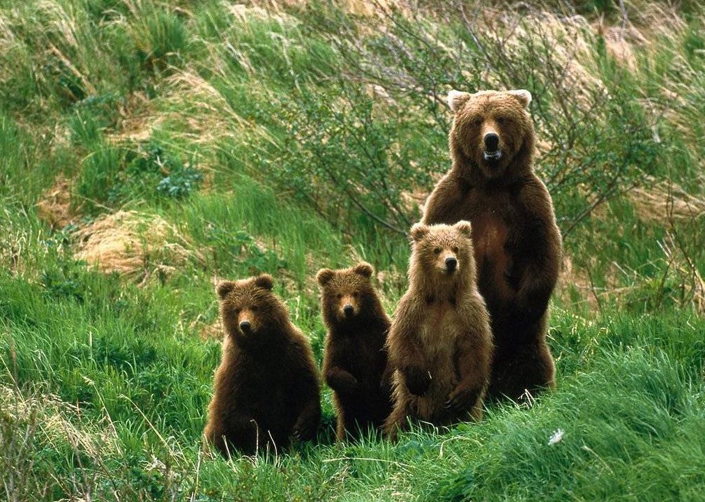 семья бурых медведей