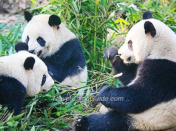 Lovely Gaint Pandas