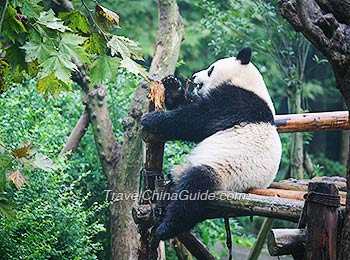 Gaint Pandas in Wolong