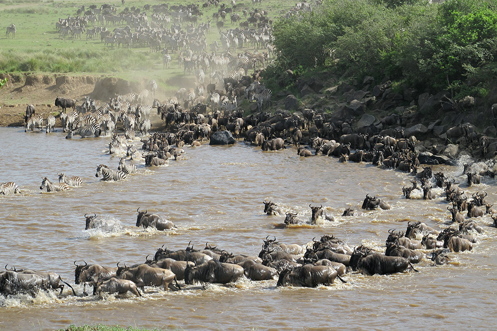 Great Migration, Mara River, Kenya