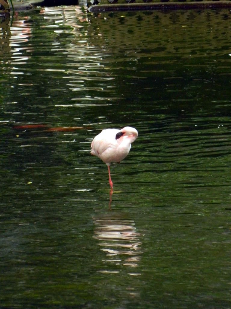 Фламинго в парке Гонконга