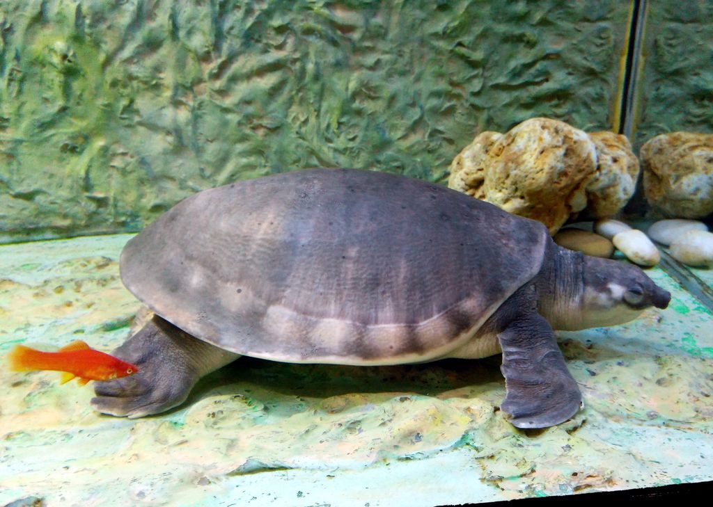 черепаха Гонконг