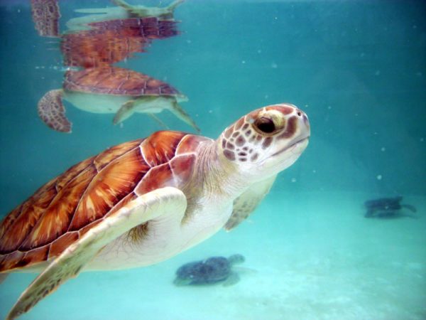 Остров черепах на Кубе